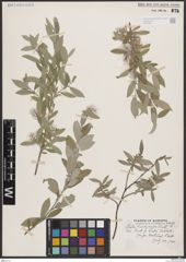 Foto von Salix brachycarpa Nutt.